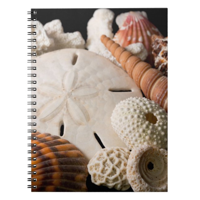 Carnet Détail de coquillages du monde entier (Devant)