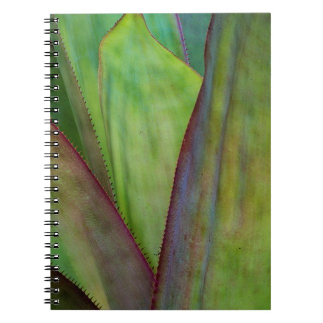 Carnet Détail de la plante d'Agave (Devant)