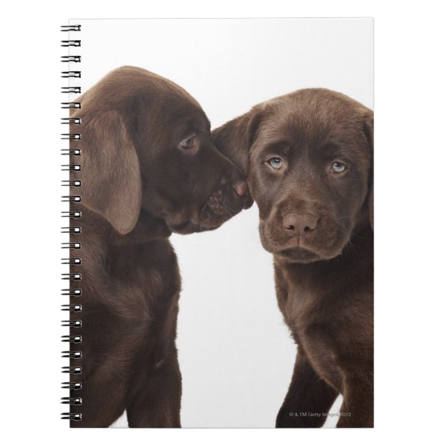 Carnet Deux chiots au chocolat Labrador Retriever (Devant)