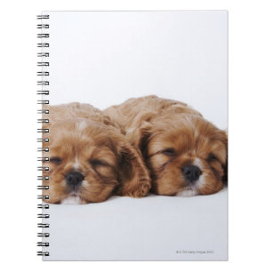 Carnet Deux chiots Cavalier King Charles Spaniel