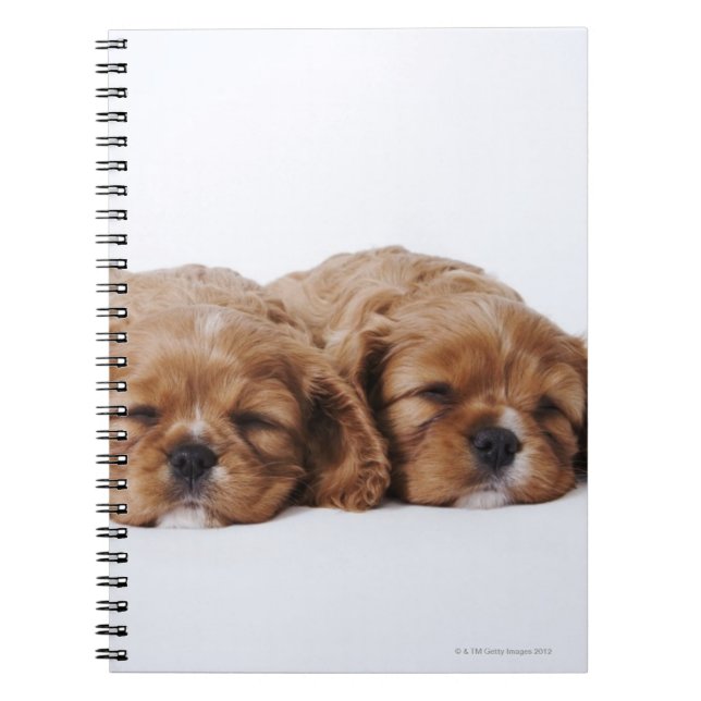 Carnet Deux chiots Cavalier King Charles Spaniel (Devant)