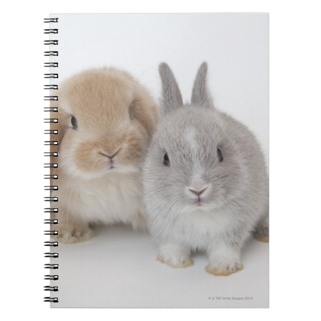 Carnet Deux lapins Netherland Dwarf et Holland Lop (Devant)