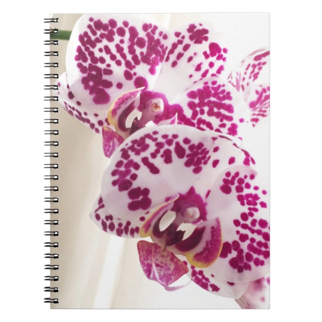 Carnet Deux orchidées variées blanches et violettes (Devant)