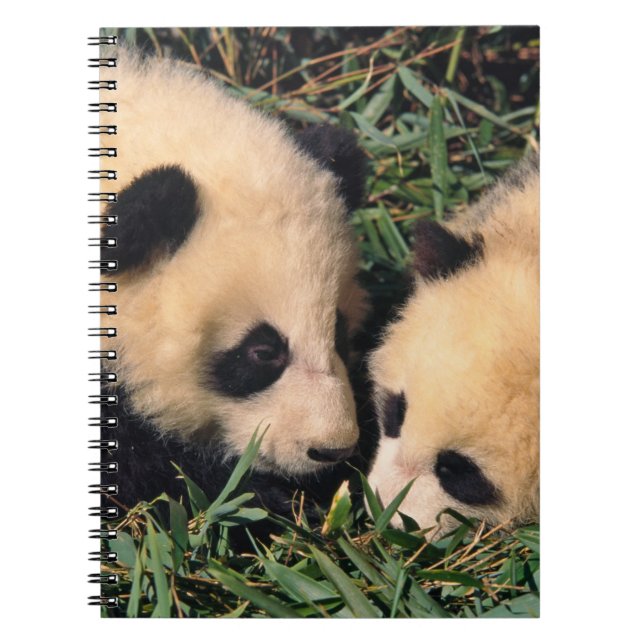 Carnet Deux oursons panda dans le buisson de bambou, Wolo (Devant)