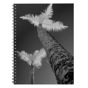 Carnet Deux palmiers infrarouges.