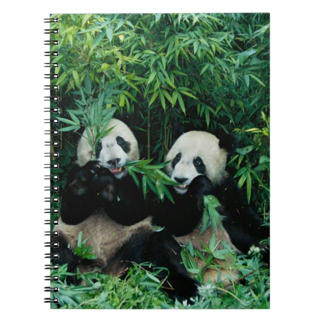 Carnet Deux pandas mangeant du bambou ensemble, Wolong (Devant)