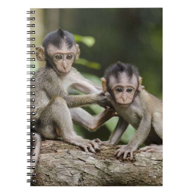 Carnet Deux petits singes (Devant)