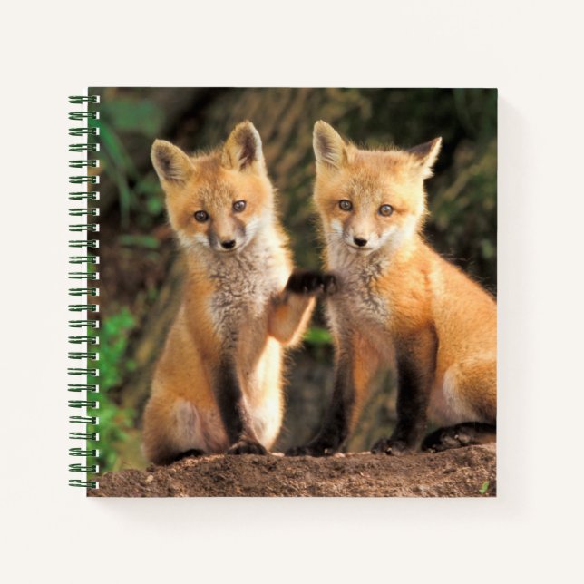 Carnet Deux renardeaux rouges devant leur tanière (Devant)