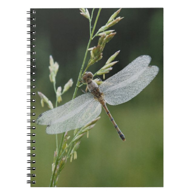 Carnet Dew couvert Darner Dragonfly (Devant)
