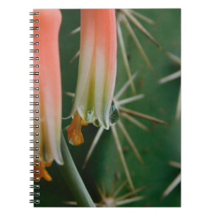 Carnet Dew sur Aloe Bloom