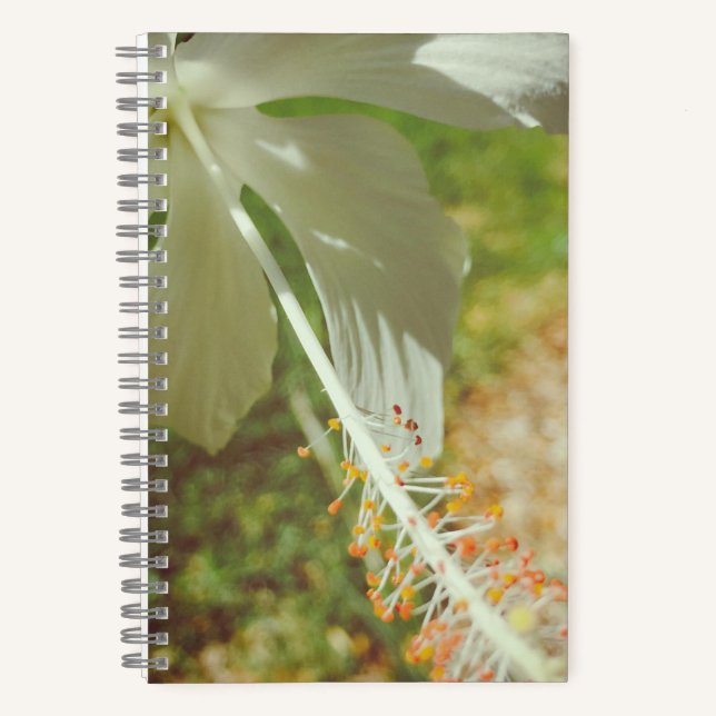 Carnet d'Hibiscus Blanc d'Hiver (Recto)