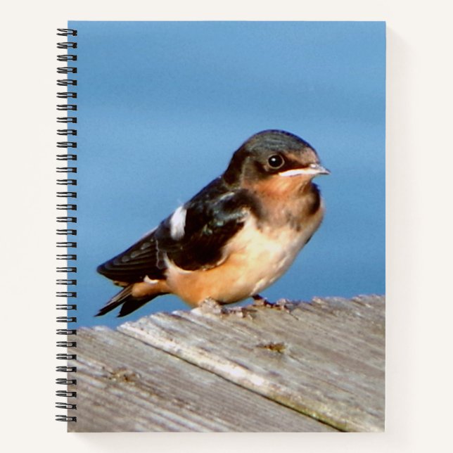 Carnet d'hirondelle de grange (Devant)