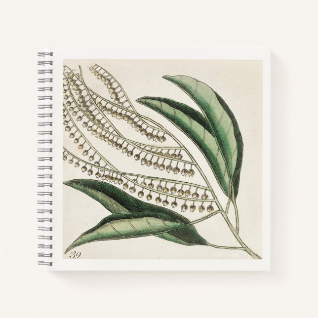 Carnet d'illustration botanique d'art du 18e siècl (Devant)