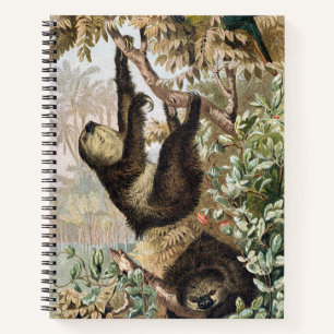 Carnet d'illustration de paresseux à deux doigts v