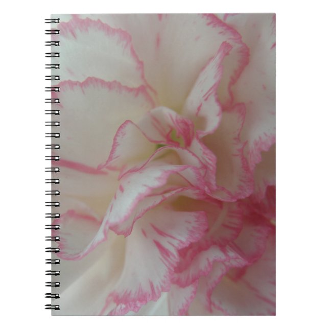 Carnet d'oeillet blanc et rose (Devant)