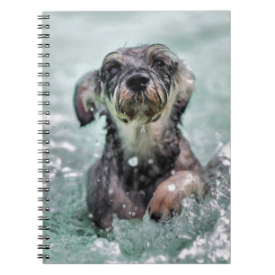 Carnet Doggy Paddle mignon chien nager