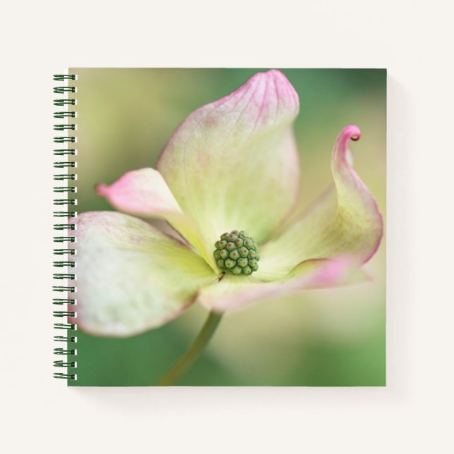 Carnet Dogwood Blossom | Cornus Kousa 'Miss Satomi' (Devant)