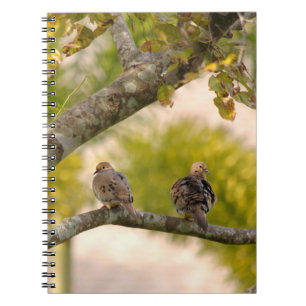 Carnet d'oiseaux de colombes de deuil