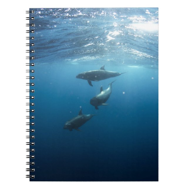 Carnet Dolphin Family (Devant)