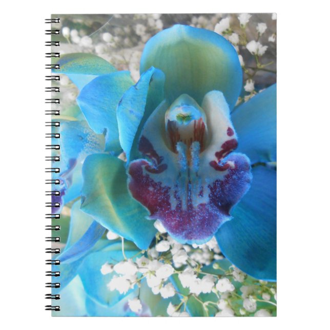 Carnet Donella (Devant)