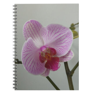 Carnet d'orchidée