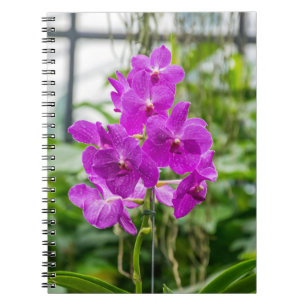 Carnet d'orchidées