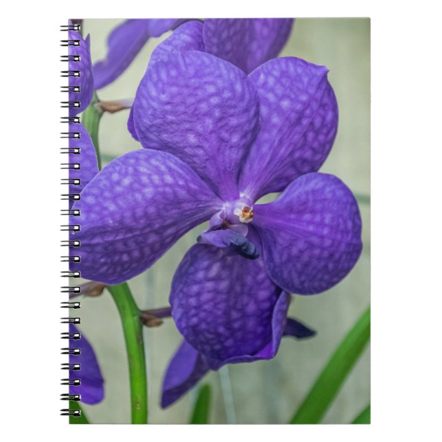 Carnet d'orchidées violettes vanda (Devant)