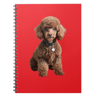 Carnet Dossier rouge adorable caniche jouet