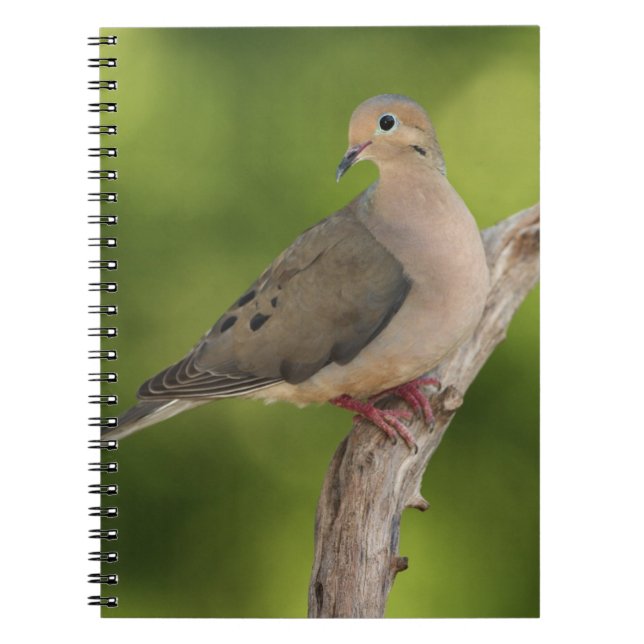 Carnet Dove de deuil, Zenaida macroura (Devant)