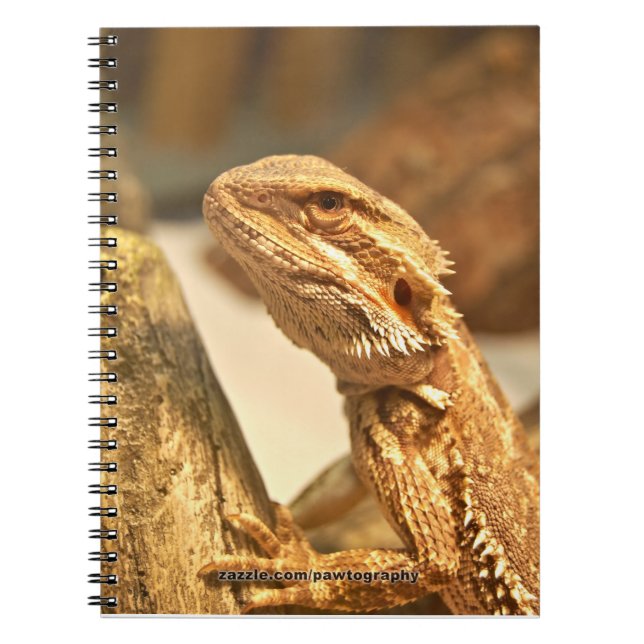 Carnet Dragon barbu (Devant)