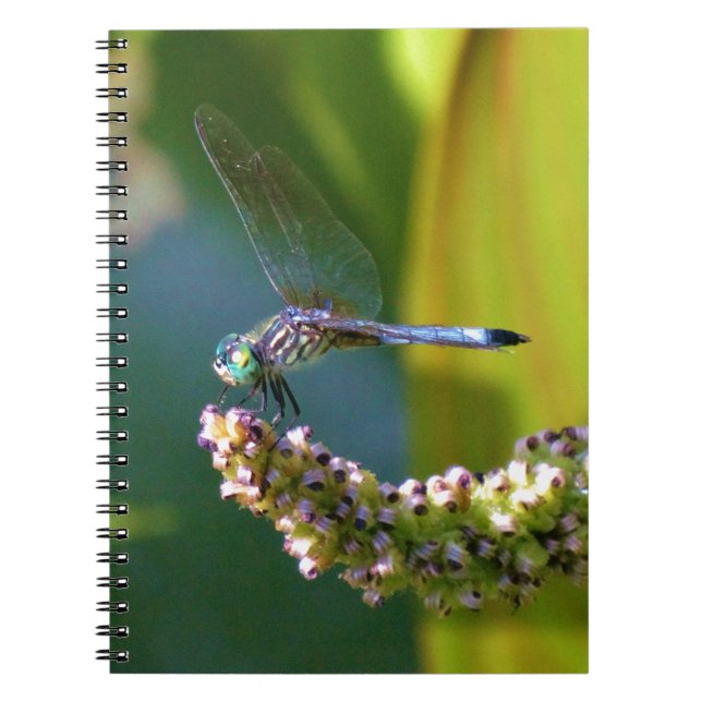 Carnet Dragonfly aux yeux turquoises (Devant)