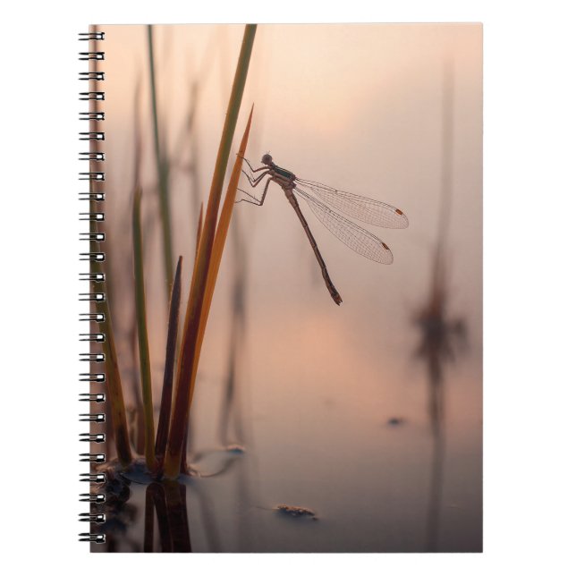 Carnet Dragonfly Misty Dawn (Devant)
