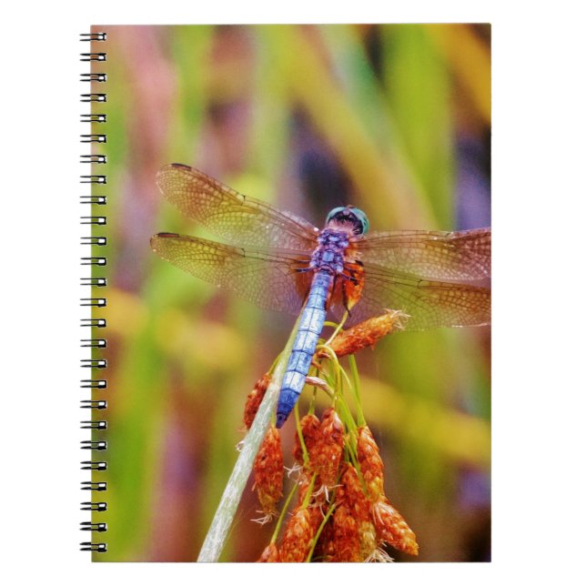 Carnet Dragonfly turquoise sur le carex (Devant)