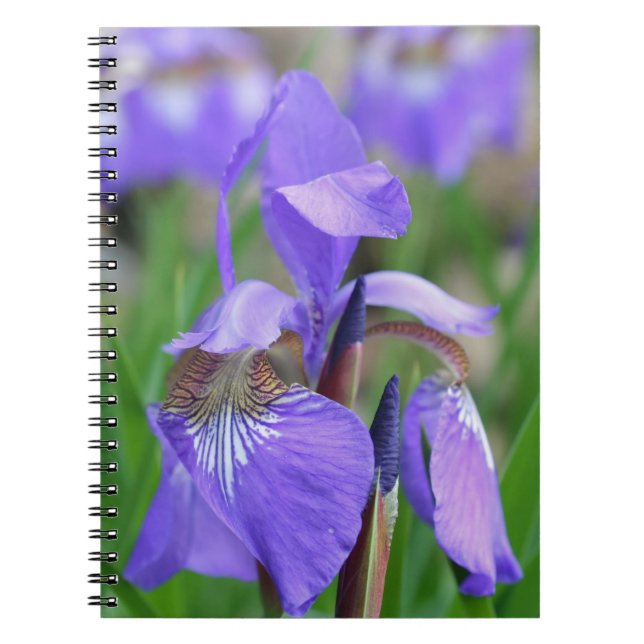 Carnet Drapeau bleu violet Iris Fleur Nature (Devant)