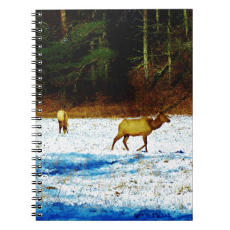 CARNET DSC00131.JPG