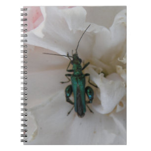 Carnet du dendroctone du fleur