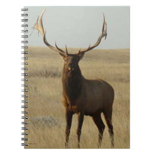 Carnet E13 Élan Mâle Herbe dans les Bois