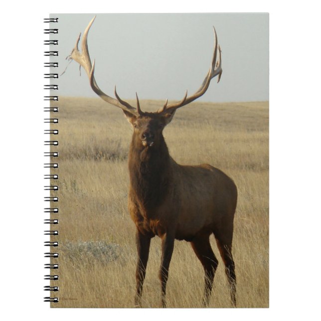 Carnet E13 Élan Mâle Herbe dans les Bois (Devant)