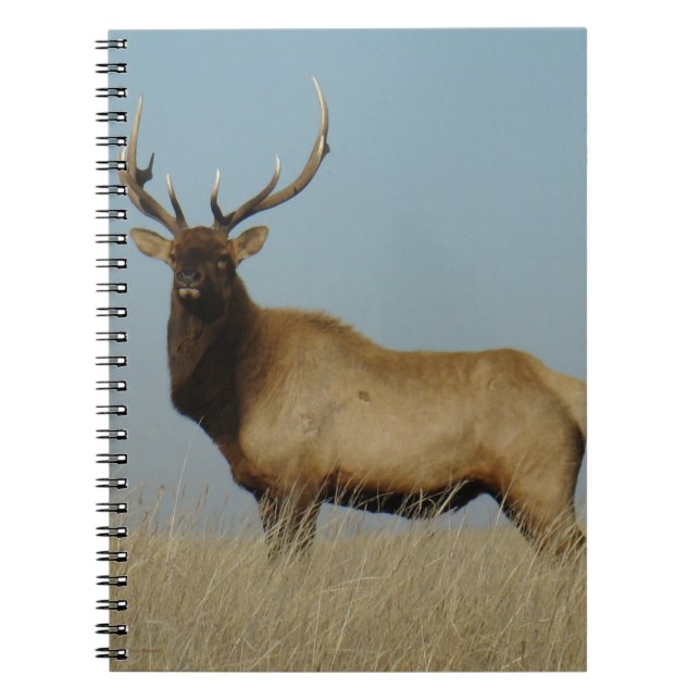 Carnet E43 Élan mâle sur fond de ciel (Devant)