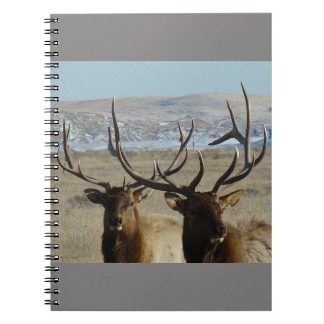 Carnet E45 Têtes d'élans taureaux (Devant)