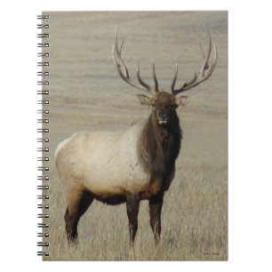 Carnet E46 Bull Elk Big Bull