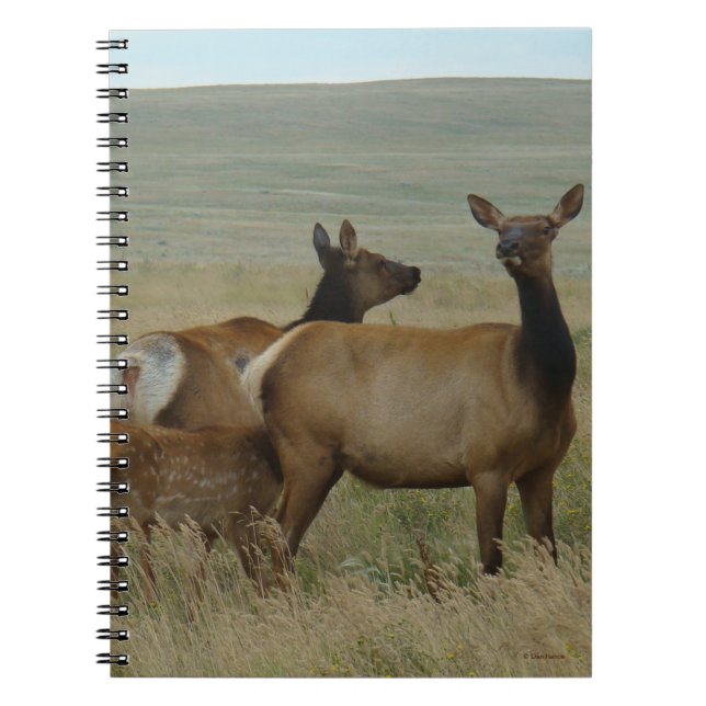 Carnet E61 Vache Wapiti et Jeune (Devant)
