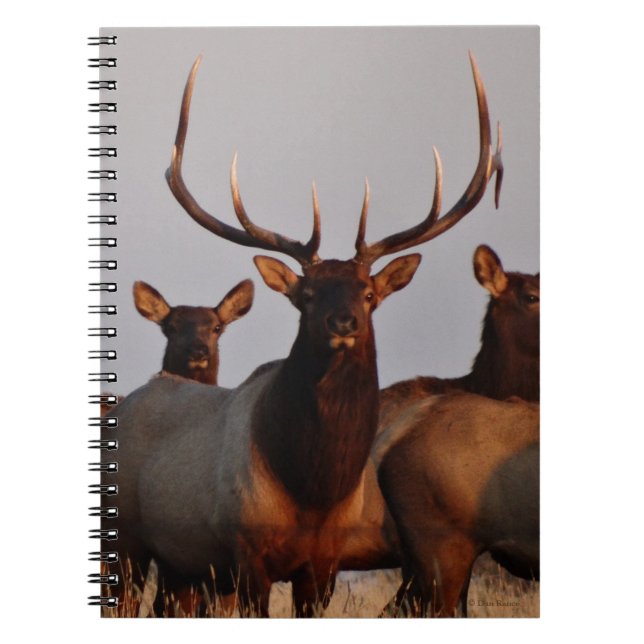 Carnet E66 Élan mâle et femelles (Devant)