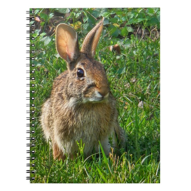 Carnet Eastern cottontail rabbit (Devant)