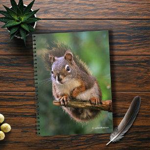 Carnet Écureuil rouge souillé dans le Fir