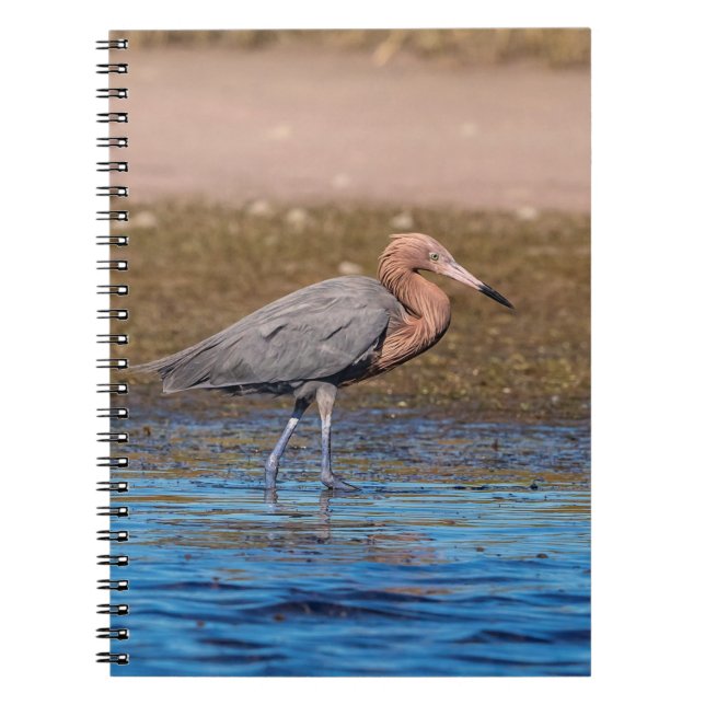 Carnet Egret rouge sur North Beach (Devant)