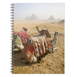 Carnet Égypte, Le Caire. Chameaux au repos
