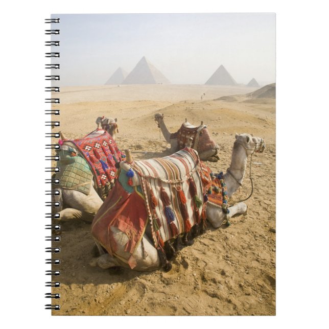 Carnet Égypte, Le Caire. Chameaux au repos (Devant)