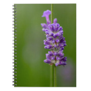 Carnet Ein beruhigender Hauch von Lavendel...