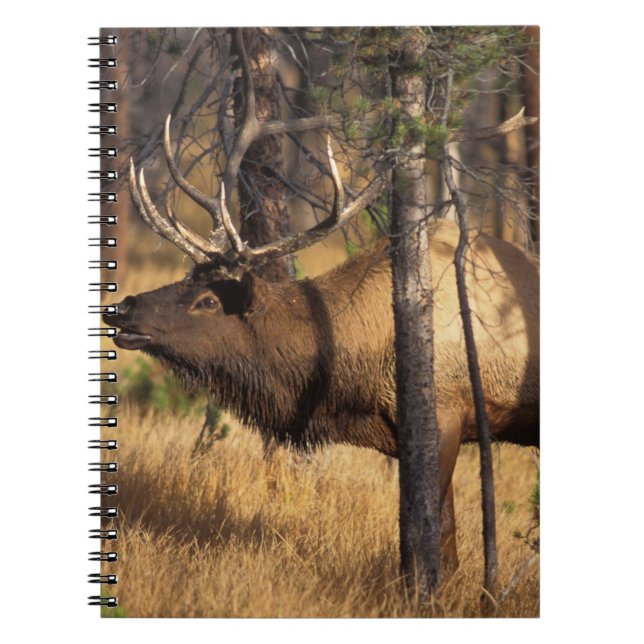 Carnet élan, Cervus elaphus, taureau claironne dans un br (Devant)